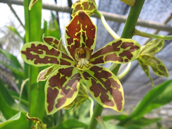 แกรมมาโต  | Advance orchids farm - สามพราน นครปฐม