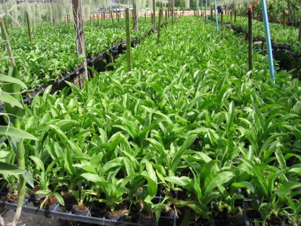ไม้นิ้วแกรมมาโต | Advance orchids farm - สามพราน นครปฐม