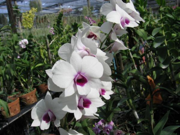 หวาย | Advance orchids farm - สามพราน นครปฐม