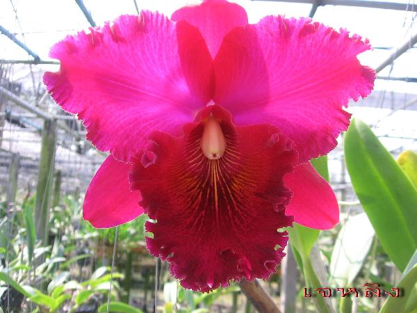 แคทรียา เจียหลิน  | Advance orchids farm - สามพราน นครปฐม