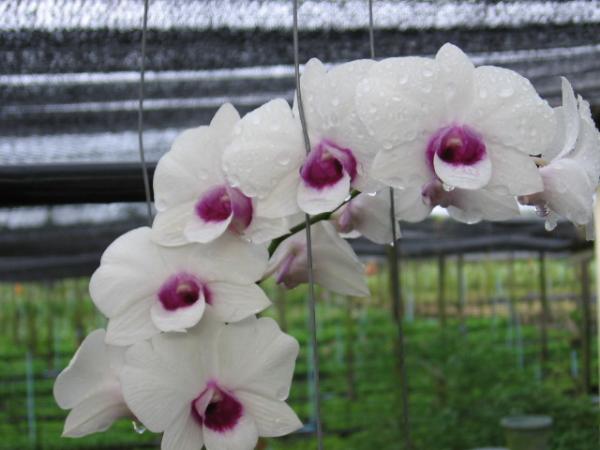 หวายผักบุ้งดอกไหญ่ | Advance orchids farm - สามพราน นครปฐม