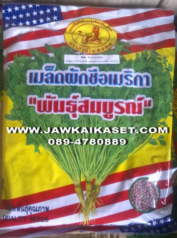 เมล็ดพันธุ์ผักชีอเมริกา พันธุ์สมบูรณ์ ตราสิงโต | จ้าวไก่เกษตร - ไทรน้อย นนทบุรี