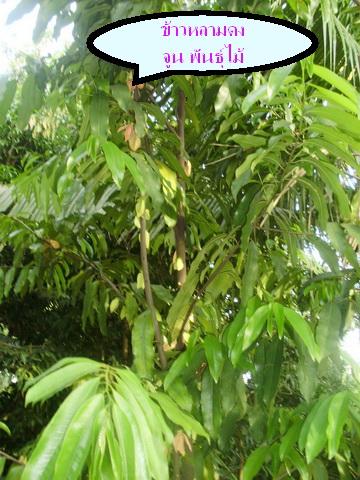 ต้นข้าวหลามดง | จูนพันธุ์ไม้ - เมืองปราจีนบุรี ปราจีนบุรี