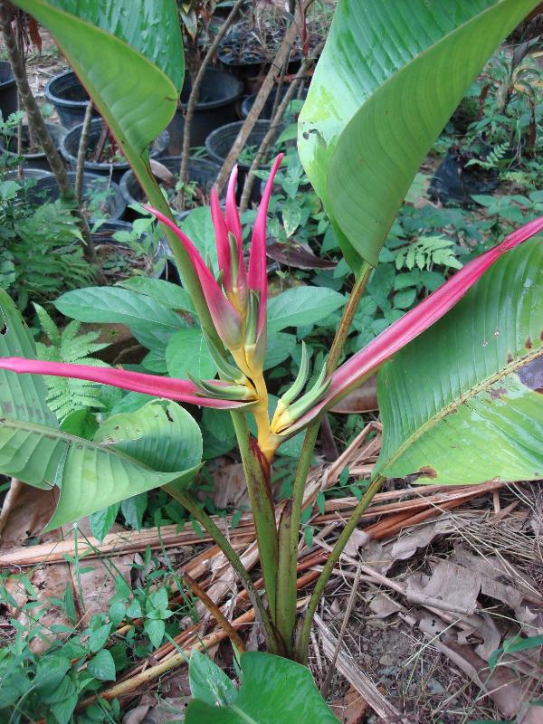 Heliconia Aemygdiana Lavender strom | Heliconiaman - ลำลูกกา ปทุมธานี