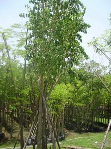 ต้นชงโค | จูนพันธุ์ไม้ - เมืองปราจีนบุรี ปราจีนบุรี