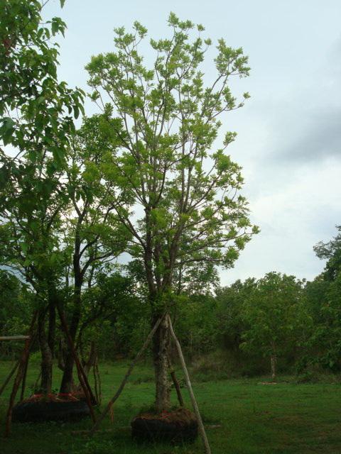 ต้นแคนา | โชคปิติศักดิ์ไม้ประดับ - แม่ออน เชียงใหม่