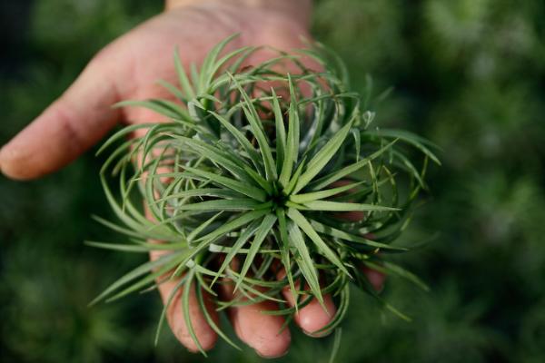 Tillandsia ionantha | ธีรโชติ - กระทุ่มแบน สมุทรสาคร