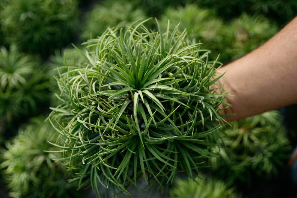 Tillandsia ionantha ไซต์ใหญ่ | ธีรโชติ - กระทุ่มแบน สมุทรสาคร