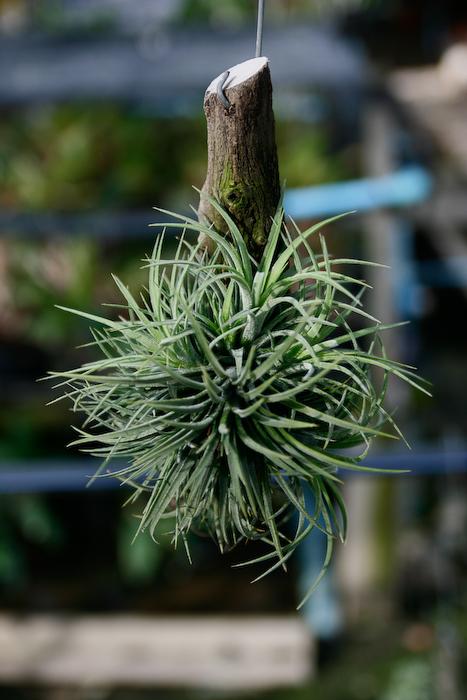 Tillandsia ionantha ติดตอ