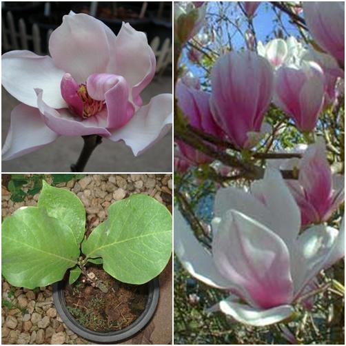 Magnolia X Alexandrina | ปฏิพัทธ์พฤกษา - เมืองลำปาง ลำปาง