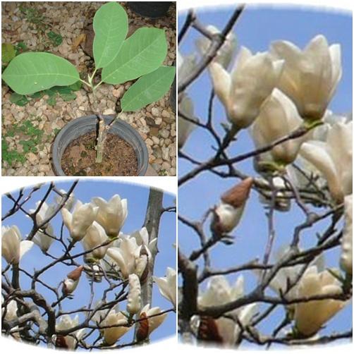 Magnolia x Sayonara