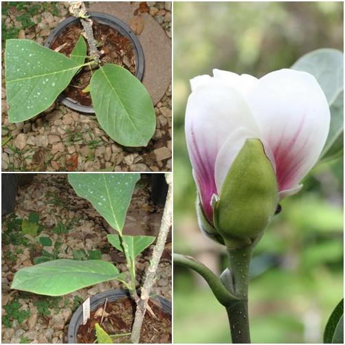 Magnolia x Pickard Pearl