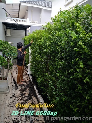 ขายต้นโมก โมกพวง โมกซ้อนและโมกทุกชนิดจัดส่งพร้อมปลูกทั่วกทม | บ้านต้นโมก - เมืองปราจีนบุรี ปราจีนบุรี