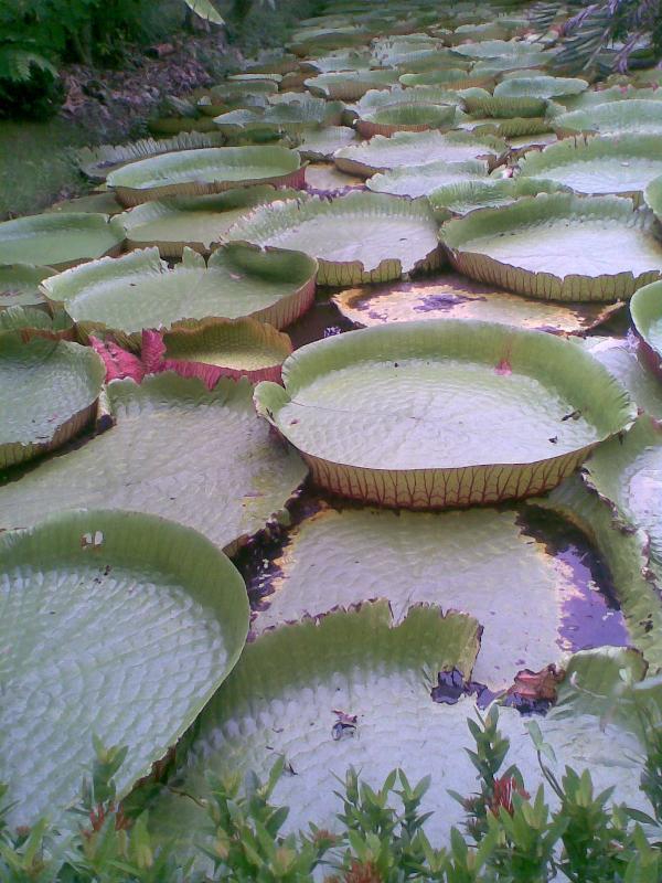 บัววิกตอเรียขนาด 1 เมตร | สวนมาลัยบัววิกตอเรีย - บางบัวทอง นนทบุรี