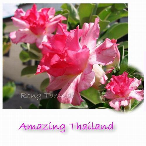 Amazing Thailand | โรงต้นไม้ - หนองแค สระบุรี