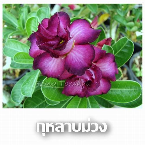 กุหลาบม่วง/Purple Rain | โรงต้นไม้ - หนองแค สระบุรี