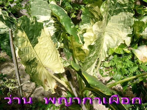 ขายว่านพญากาเผือก | สวนเกษตรอินทรีย์ - พนัสนิคม ชลบุรี
