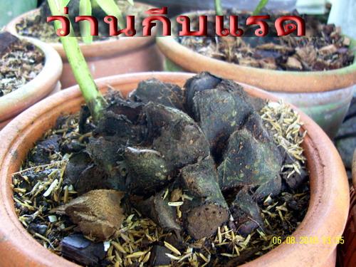 ว่านกีบแรด | สวนเกษตรอินทรีย์ - พนัสนิคม ชลบุรี