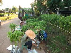 กล้าพร้อมส่งปลูก | นพรัตน์ไม้กฤษณา - เมืองตราด ตราด