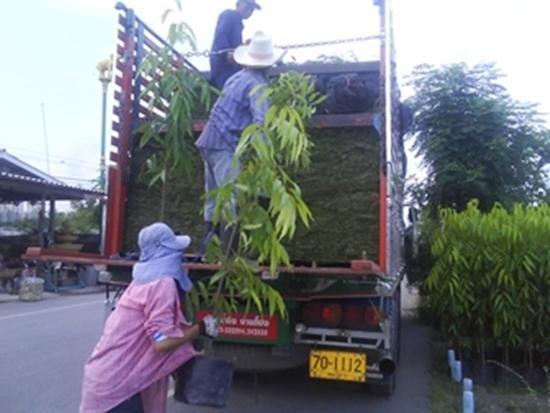 อโศกอินเดียส่งเชียงใหม่ 1,000 ต้น | สวนปิยะวัฒน์พันธ์ไม้ - องครักษ์ นครนายก