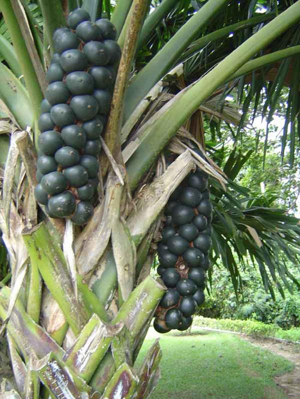 ตาลช้างร้องไห้  ( Borassodendron machadonis ) | palmseeds -  ระนอง