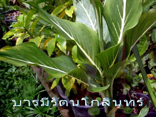 บารมีรัตนโกสินท์ | สวนเกษตรอินทรีย์ - พนัสนิคม ชลบุรี