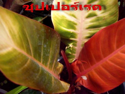 ซุเปอร์เรด (Philodendron Super Red) | สวนเกษตรอินทรีย์ - พนัสนิคม ชลบุรี