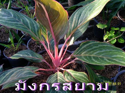มังกรสยาม | สวนเกษตรอินทรีย์ - พนัสนิคม ชลบุรี