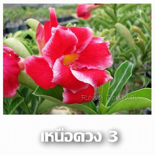 เหนือดวง3 | โรงต้นไม้ - หนองแค สระบุรี