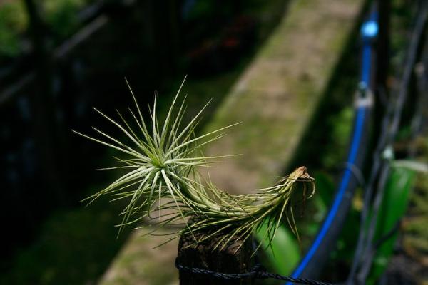 Tillandsia funckiana | ธีรโชติ - กระทุ่มแบน สมุทรสาคร