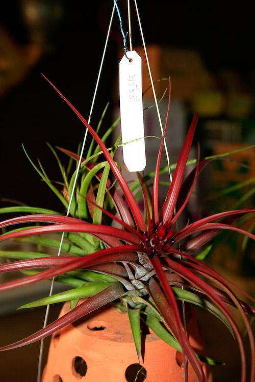 Tillandsia brahycalos | ธีรโชติ - กระทุ่มแบน สมุทรสาคร