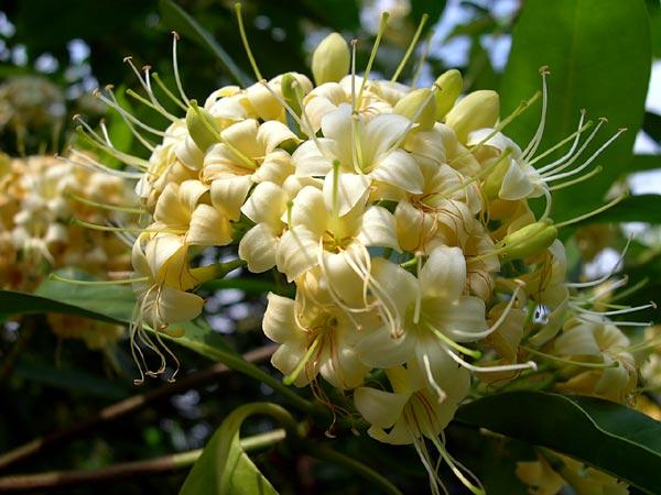 กันเกรา  ดอก | สวนศรีสวัสดิ์พันธุ์ไม้ - ประจันตคาม ปราจีนบุรี