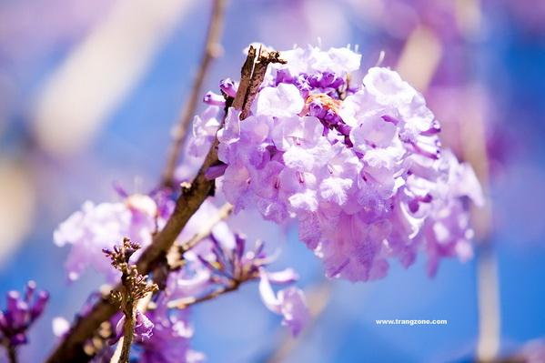 ศรีตรัง | สวนศรีสวัสดิ์พันธุ์ไม้ - ประจันตคาม ปราจีนบุรี