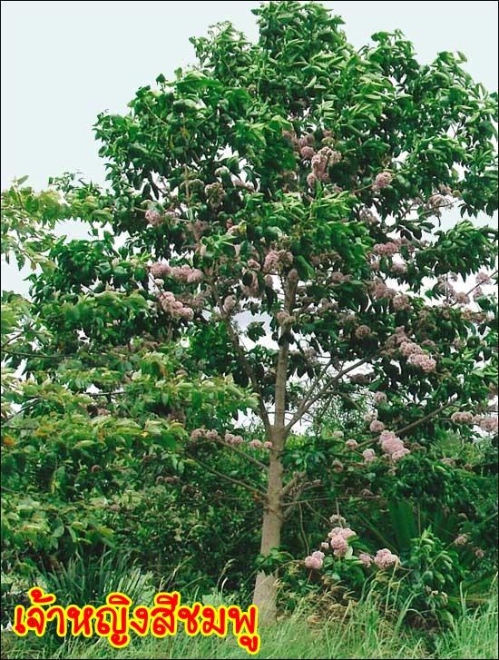 เจ้าหญิงสีชมพู | สวนศรีสวัสดิ์พันธุ์ไม้ - ประจันตคาม ปราจีนบุรี