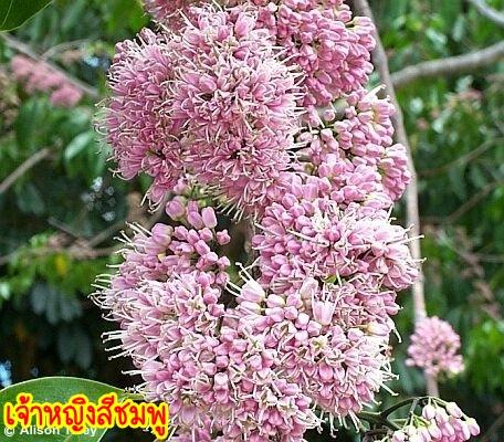 เจ้าหญิงสีชมพู | สวนศรีสวัสดิ์พันธุ์ไม้ - ประจันตคาม ปราจีนบุรี