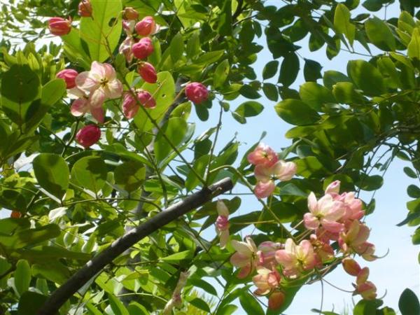 คูนสายรุ้ง สายต้นที่มีสีชมพูเด่นชัดค่ะ | สวนในฝัน - เมืองเชียงใหม่ เชียงใหม่