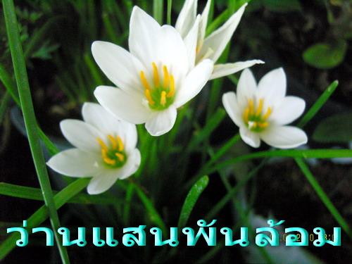 ว่านแสนพันล้อม | สวนเกษตรอินทรีย์ - พนัสนิคม ชลบุรี