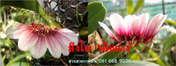 สิงโตพัดแดง | suansuayorchid - โพธาราม ราชบุรี