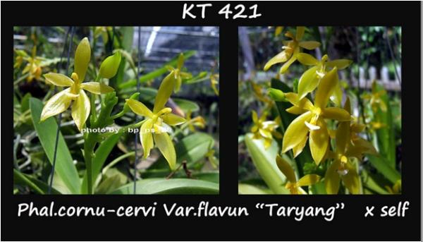 กล้วยไม้ขวด Phal.cornu-cevi Ver.flavun "Taryang" x self