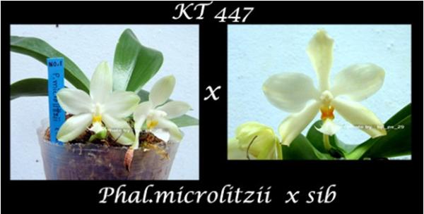 กล้วยไม้ขวด Phal.microlitzii x sib | Modernorchids - บางนา กรุงเทพมหานคร