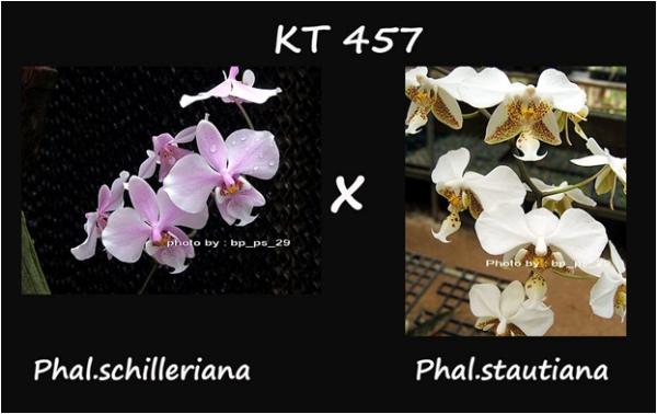 กล้วยไม้ขวด Phal.schilleriana  x sib