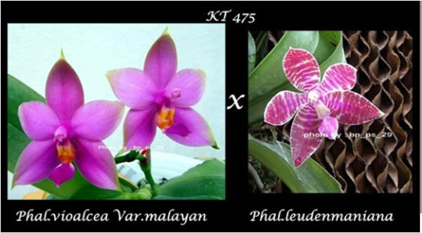 กล้วยไม้ขวด Phal.vioalcea Var.malayan x Phal.leudenmaniana