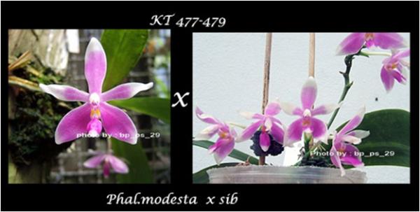 กล้วยไม้ขวด Phal.modesta x sib | Modernorchids - บางนา กรุงเทพมหานคร