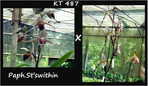 กล้วยไม้ขวด Paph.St Swithin x (roth 28CM. X philippin)