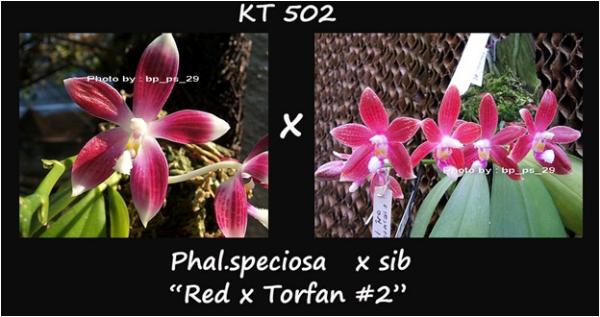 กล้วยไม้ขวด Phal.speciosa  x sib "Red x Torfan" | Modernorchids - บางนา กรุงเทพมหานคร