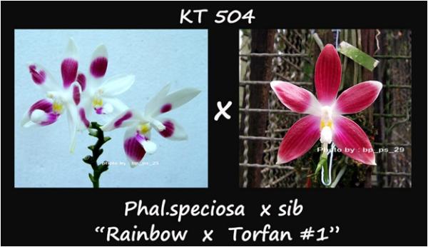 กล้วยไม้ขวด Phal.speciosa  x sib "Rainbow x Torfan 1"