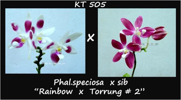 กล้วยไม้ขวด Phal.speciosa  x sib "Rainbow x Torrung  2" | Modernorchids - บางนา กรุงเทพมหานคร