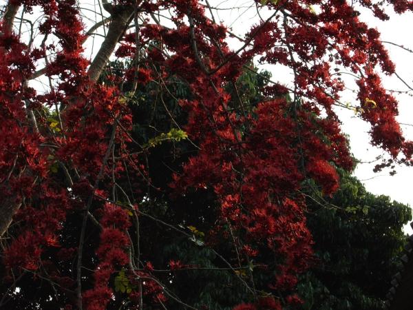 ประดู่แดง | สวนนรา - สันทราย เชียงใหม่