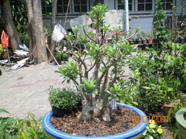 ราชินีพันดอก | สวน รภัทภร - ห้วยขวาง กรุงเทพมหานคร