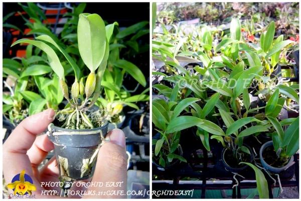 เอื้องมัจฉานุ ไม้เพาะเมล็ด ขนาดกระถาง 1" | Orchid East - เมืองจันทบุรี จันทบุรี